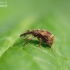 Bird-Cherry Weevil - Anthonomus rectirostris  | Fotografijos autorius : Romas Ferenca | © Macronature.eu | Macro photography web site