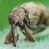 Vyšninis sėklagraužis - Anthonomus rectirostris | Fotografijos autorius : Vidas Brazauskas | © Macronature.eu | Macro photography web site