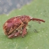 Bird-Cherry Weevil - Anthonomus rectirostris | Fotografijos autorius : Vytautas Gluoksnis | © Macrogamta.lt | Šis tinklapis priklauso bendruomenei kuri domisi makro fotografija ir fotografuoja gyvąjį makro pasaulį.