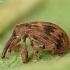 Bird-Cherry Weevil - Anthonomus rectirostris | Fotografijos autorius : Vidas Brazauskas | © Macronature.eu | Macro photography web site