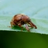 Bird-Cherry Weevil - Anthonomus rectirostris | Fotografijos autorius : Romas Ferenca | © Macronature.eu | Macro photography web site