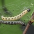 Bird-cherry Ermine - Yponomeuta evonymella, caterpillar | Fotografijos autorius : Gintautas Steiblys | © Macronature.eu | Macro photography web site