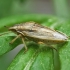 Bishop's mitre shield bug - Aelia acuminata | Fotografijos autorius : Vytautas Tamutis | © Macronature.eu | Macro photography web site