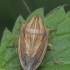 Bishop's mitre shield bug - Aelia acuminata | Fotografijos autorius : Gintautas Steiblys | © Macronature.eu | Macro photography web site