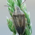 Bishop's mitre shield bug - Aelia acuminata | Fotografijos autorius : Vidas Brazauskas | © Macronature.eu | Macro photography web site
