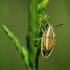 Smailiagalvė skydblakė - Aelia acuminata | Fotografijos autorius : Vidas Brazauskas | © Macronature.eu | Macro photography web site