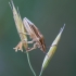 Smailiagalvė skydblakė - Aelia acuminata | Fotografijos autorius : Žilvinas Pūtys | © Macronature.eu | Macro photography web site