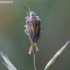 Smailiagalvė skydblakė - Aelia acuminata | Fotografijos autorius : Žilvinas Pūtys | © Macronature.eu | Macro photography web site