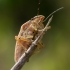 Bishop's mitre shield bug - Aelia acuminata | Fotografijos autorius : Oskaras Venckus | © Macronature.eu | Macro photography web site