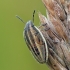Smailiagalvė skydblakė - Aelia acuminata | Fotografijos autorius : Darius Baužys | © Macronature.eu | Macro photography web site