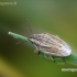 Bishop's mitre shield bug - Aelia acuminata | Fotografijos autorius : Darius Baužys | © Macronature.eu | Macro photography web site