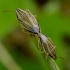 Bishop's mitre shield bugs - Aelia acuminata | Fotografijos autorius : Romas Ferenca | © Macronature.eu | Macro photography web site