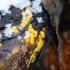 Citrininė geltontaurė - Calycina citrina | Fotografijos autorius : Agnė Kulpytė | © Macrogamta.lt | Šis tinklapis priklauso bendruomenei kuri domisi makro fotografija ir fotografuoja gyvąjį makro pasaulį.