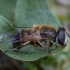 Bitmusė - Eristalis rupium ♀ | Fotografijos autorius : Žilvinas Pūtys | © Macrogamta.lt | Šis tinklapis priklauso bendruomenei kuri domisi makro fotografija ir fotografuoja gyvąjį makro pasaulį.