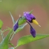 Paprastasis karklavijas - Solanum dulcamara | Fotografijos autorius : Vytautas Gluoksnis | © Macronature.eu | Macro photography web site