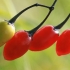 Paprastasis karklavijas - Solanum dulcamara | Fotografijos autorius : Gintautas Steiblys | © Macronature.eu | Macro photography web site