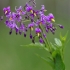 Paprastasis karklavijas - Solanum dulcamara | Fotografijos autorius : Nomeda Vėlavičienė | © Macronature.eu | Macro photography web site