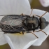 Black Colonel - Odontomyia tigrina ♂ | Fotografijos autorius : Žilvinas Pūtys | © Macronature.eu | Macro photography web site