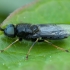 Black Colonel - Odontomyia tigrina ♂ | Fotografijos autorius : Žilvinas Pūtys | © Macronature.eu | Macro photography web site