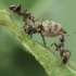 Juodoji skruzdėlė - Lasius cf. niger | Fotografijos autorius : Gintautas Steiblys | © Macronature.eu | Macro photography web site