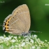 Slyvinis uodeguotis - Satyrium pruni | Fotografijos autorius : Arūnas Eismantas | © Macronature.eu | Macro photography web site