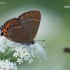 Black Hairstreak - Satyrium pruni | Fotografijos autorius : Arūnas Eismantas | © Macronature.eu | Macro photography web site