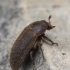 Black Larder Beetle - Dermestes ater | Fotografijos autorius : Gintautas Steiblys | © Macronature.eu | Macro photography web site