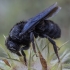 Black mud bee - Megachile parietina ♀ | Fotografijos autorius : Žilvinas Pūtys | © Macronature.eu | Macro photography web site