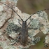 Black Pine Sawyer beetle - Monochamus galloprovincialis ♀ | Fotografijos autorius : Žilvinas Pūtys | © Macronature.eu | Macro photography web site