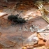Black Pine Sawyer beetle - Monochamus galloprovincialis | Fotografijos autorius : Vitalii Alekseev | © Macronature.eu | Macro photography web site