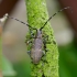 Black Pine Sawyer beetle - Monochamus galloprovincialis | Fotografijos autorius : Romas Ferenca | © Macronature.eu | Macro photography web site