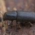 Didysis pušinis šakniagraužis - Hylastes ater | Fotografijos autorius : Žilvinas Pūtys | © Macronature.eu | Macro photography web site