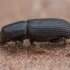 Black Pinebark Beetle - Hylastes ater | Fotografijos autorius : Žilvinas Pūtys | © Macronature.eu | Macro photography web site