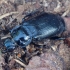 Black Sexton Beetle - Nicrophorus humator | Fotografijos autorius : Romas Ferenca | © Macronature.eu | Macro photography web site