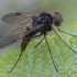 Black Snipefly - Chrysopilus cristatus ♂ | Fotografijos autorius : Žilvinas Pūtys | © Macronature.eu | Macro photography web site