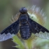 Black banded bee fly - Hemipenthes morio | Fotografijos autorius : Žilvinas Pūtys | © Macronature.eu | Macro photography web site