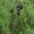 Black crowberry  - Empetrum nigrum | Fotografijos autorius : Gintautas Steiblys | © Macronature.eu | Macro photography web site