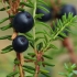 Black crowberry - Empetrum nigrum | Fotografijos autorius : Gintautas Steiblys | © Macronature.eu | Macro photography web site