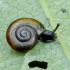 Black gloss snail - Zonitoides nitidus | Fotografijos autorius : Romas Ferenca | © Macronature.eu | Macro photography web site