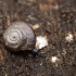 Black gloss snail - Zonitoides nitidus | Fotografijos autorius : Kazimieras Martinaitis | © Macronature.eu | Macro photography web site