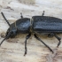 Black longicorn beetle | Spondylis buprestoides | Fotografijos autorius : Darius Baužys | © Macronature.eu | Macro photography web site