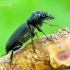Black longicorn beetle - Spondylis buprestoides | Fotografijos autorius : Romas Ferenca | © Macronature.eu | Macro photography web site