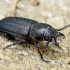 Black longicorn beetle - Spondylis buprestoides | Fotografijos autorius : Romas Ferenca | © Macronature.eu | Macro photography web site