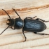 Black longicorn beetle - Spondylis buprestoides | Fotografijos autorius : Darius Baužys | © Macronature.eu | Macro photography web site