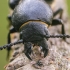 Black longicorn beetle | Fotografijos autorius : Darius Baužys | © Macronature.eu | Macro photography web site