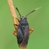 Black plant bug - Capsus ater  | Fotografijos autorius : Gintautas Steiblys | © Macronature.eu | Macro photography web site