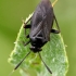 Black plant bug - Capsus ater  | Fotografijos autorius : Gintautas Steiblys | © Macronature.eu | Macro photography web site