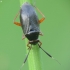 Black plant bug - Capsus ater | Fotografijos autorius : Vidas Brazauskas | © Macronature.eu | Macro photography web site