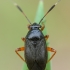 Black plant bug - Capsus ater | Fotografijos autorius : Žilvinas Pūtys | © Macronature.eu | Macro photography web site