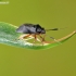 Black plant bug - Capsus ater | Fotografijos autorius : Darius Baužys | © Macronature.eu | Macro photography web site